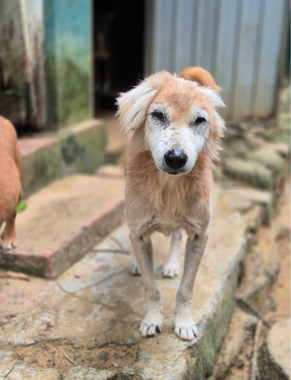 Close-up of a stray dog with mange and a sad expression, highlighting the neglect many dogs face in Sri Lanka.
