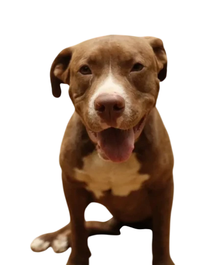 Volunteers sponsor dogs at Dogs of Ella sanctuary