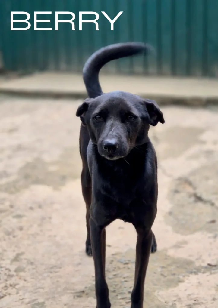 Berry, a rescue dog at Dogs of Ella sanctuary, looking sweet and gentle in a natural outdoor setting