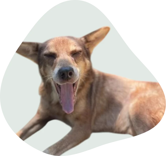 View of the Dogs of Ella shelter with rescued dogs resting and playing