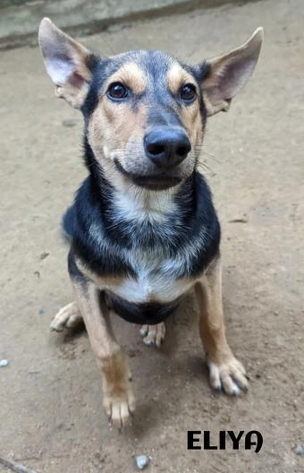 Eliya, a rescue dog at Dogs of Ella sanctuary, resting quietly in a peaceful outdoor setting