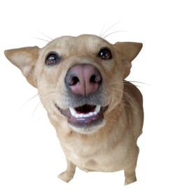 Happy family adopting a dog from Dogs of Ella rescue