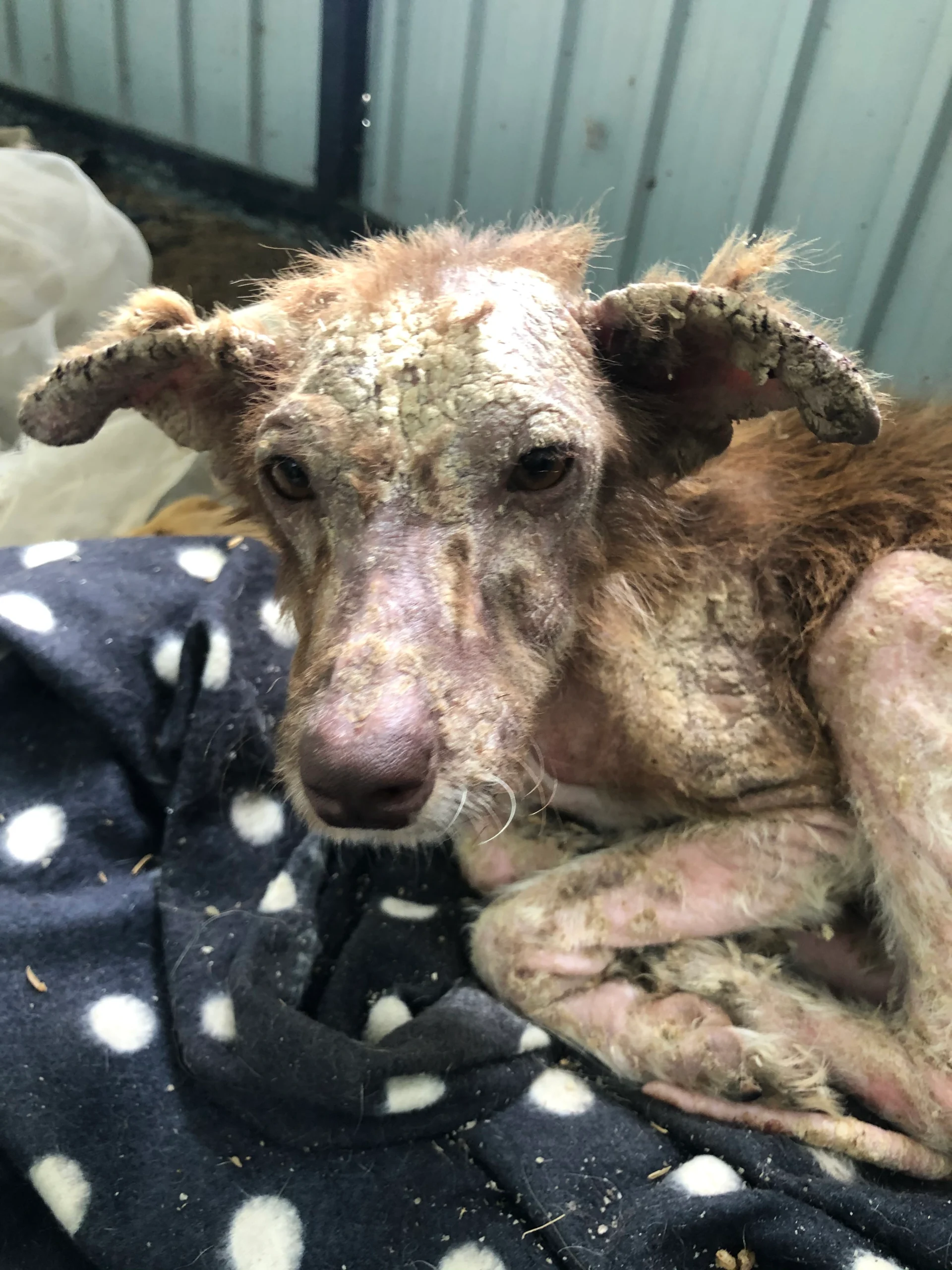 Ella dog adoption before rescue