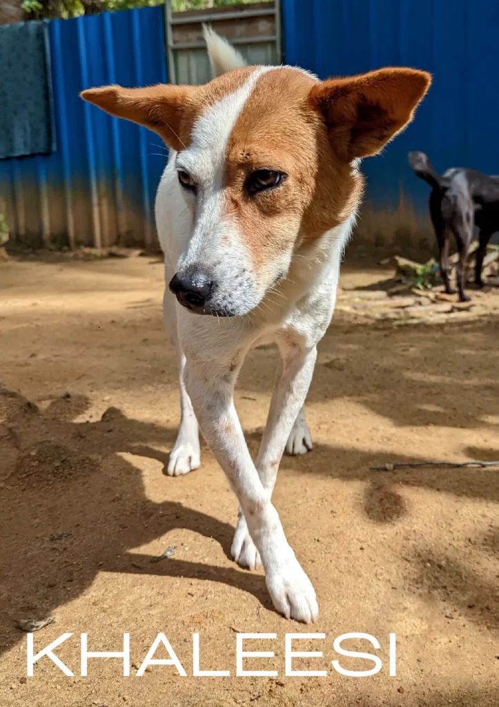 Khaleesi, a rescue dog at Dogs of Ella sanctuary, standing proudly with attentive eyes in an outdoor setting