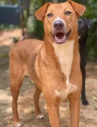 Lola, a rescue dog at Dogs of Ella sanctuary, gazing softly in an outdoor environment
