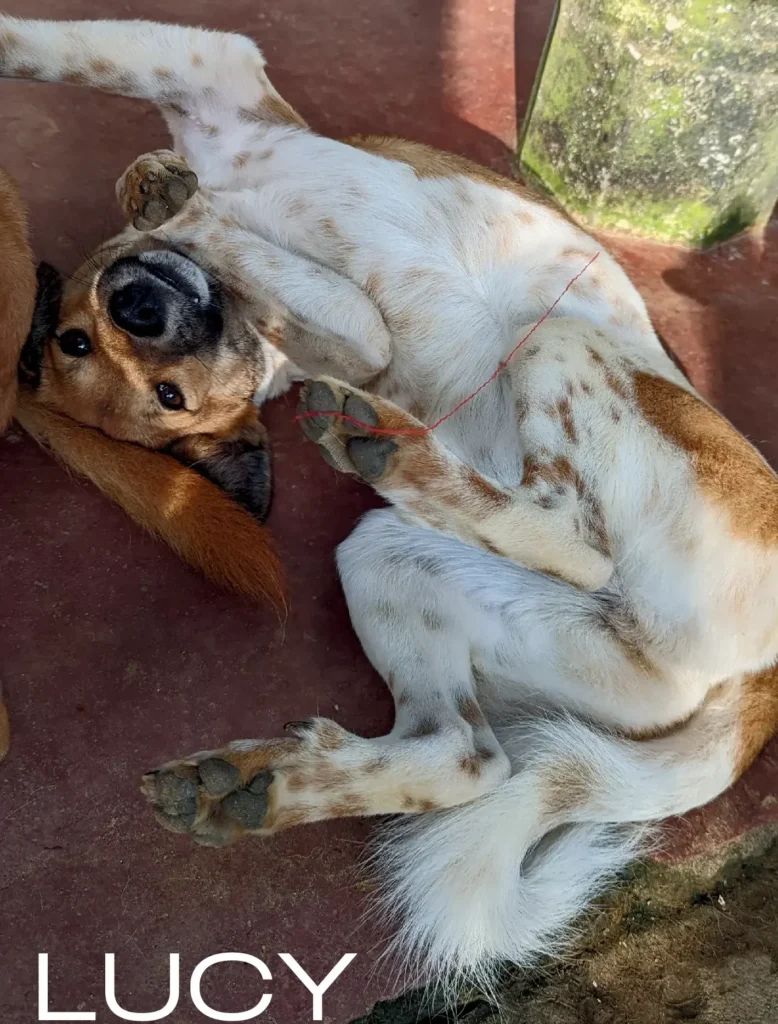 Lucy, a rescue dog at Dogs of Ella sanctuary, looking calm and friendly in a natural outdoor environment
