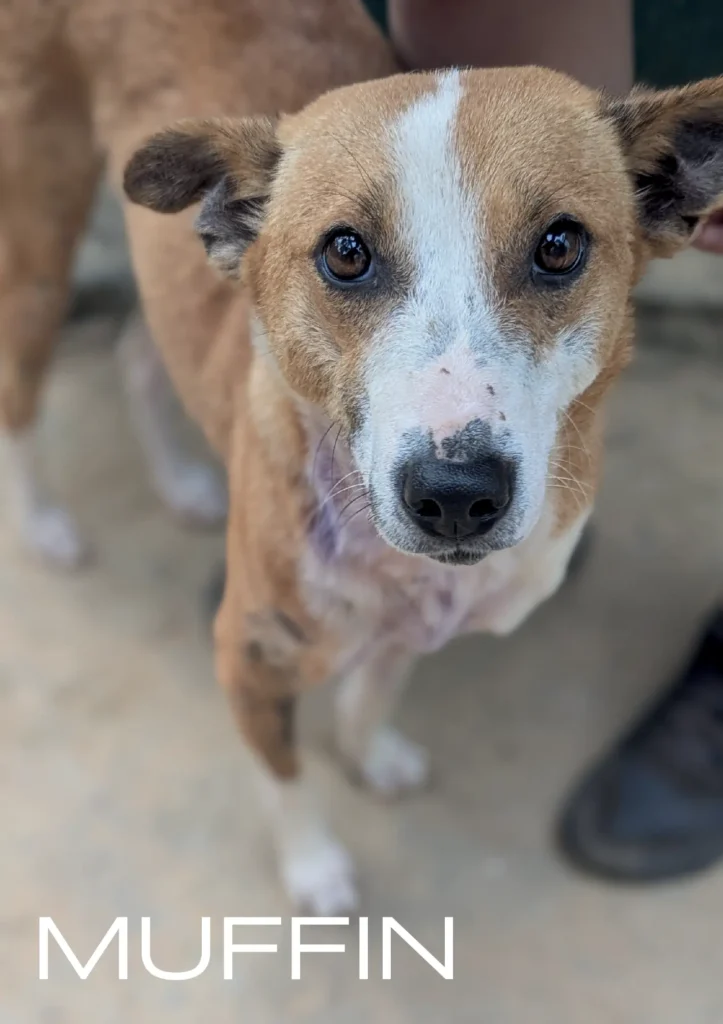 Muffin, a rescue dog at Dogs of Ella sanctuary, looking sweet and attentive in a natural outdoor setting