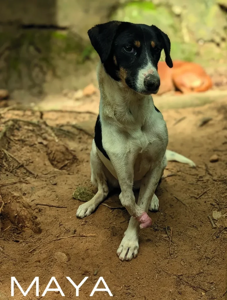 Maya, a rescue dog at Dogs of Ella sanctuary, looking gentle and calm in a natural outdoor setting