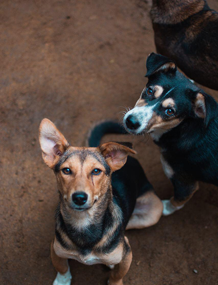 Stray Dog Conditions in Sri Lanka – Photo Gallery