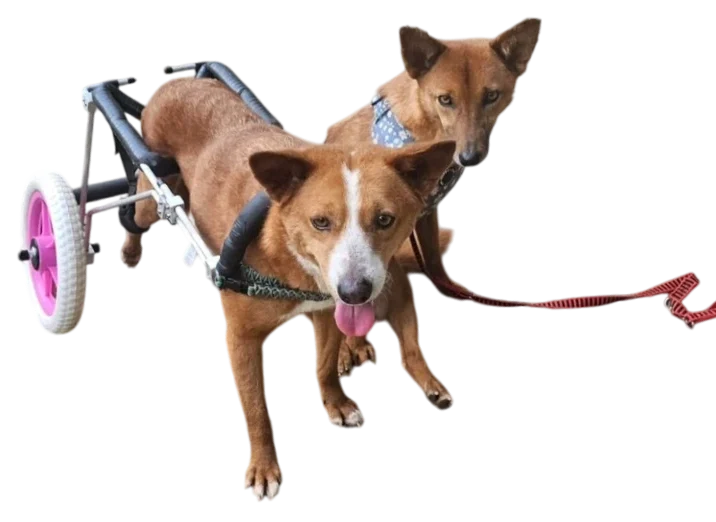 Two stray dogs in Ella, Sri Lanka, affected by malnutrition and disease, awaiting rescue