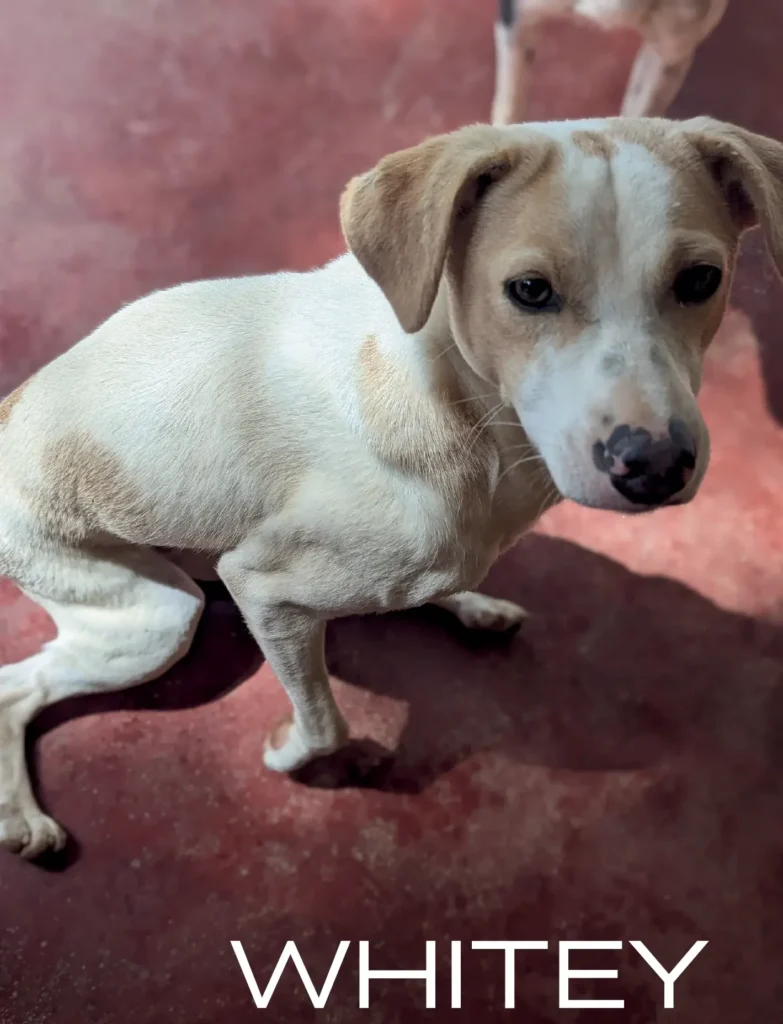 Whitey, a rescue dog at Dogs of Ella sanctuary, sitting peacefully in an outdoor setting with a calm expression