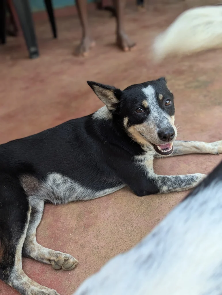 Sapphire, a rescue dog at Dogs of Ella sanctuary, looking calm and gentle in a natural outdoor environment