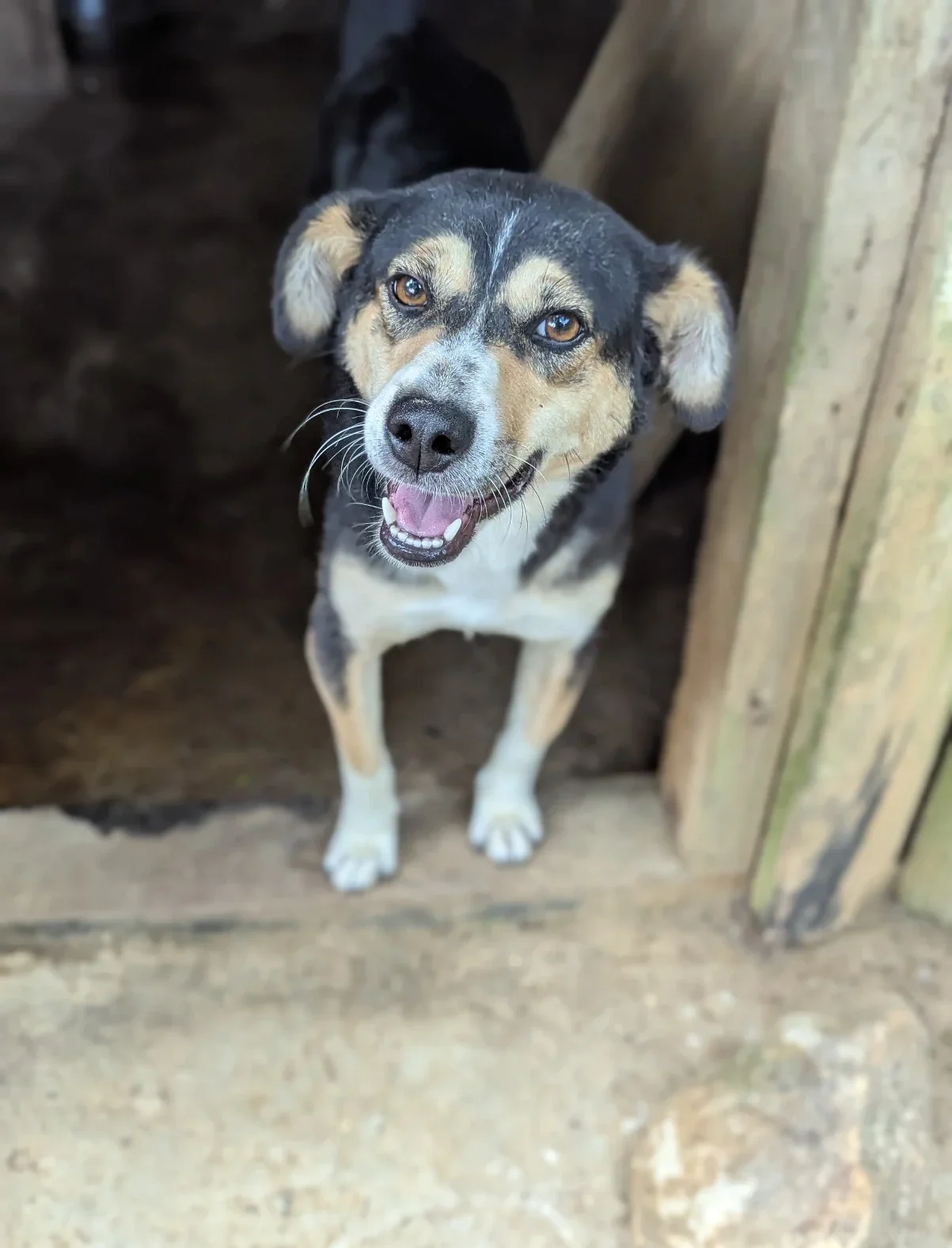 June, a rescue dog at Dogs of Ella sanctuary, resting peacefully outdoors with a calm expression