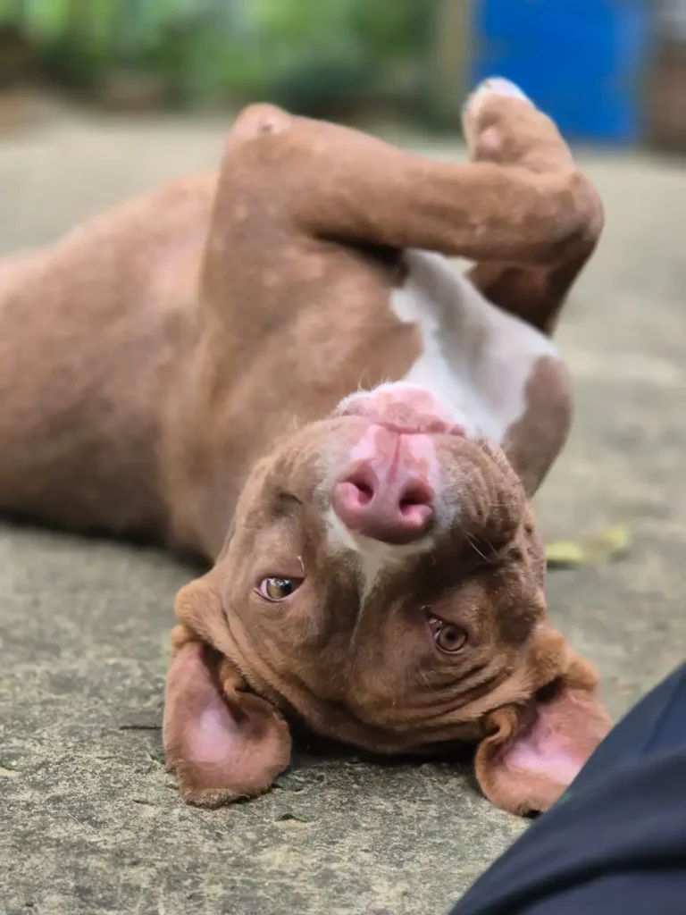 Sezer, a rescue dog at Dogs of Ella sanctuary, looking curious and alert in an outdoor environment