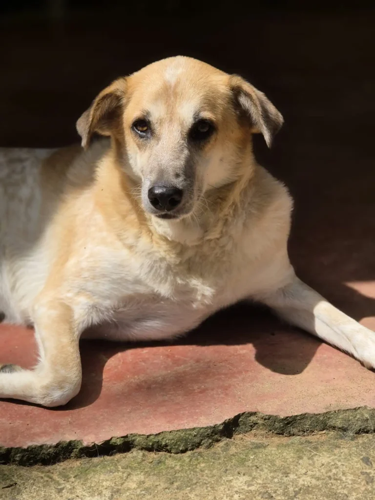 Shelby, a rescue dog at Dogs of Ella, looking attentively with warm eyes in a natural outdoor setting