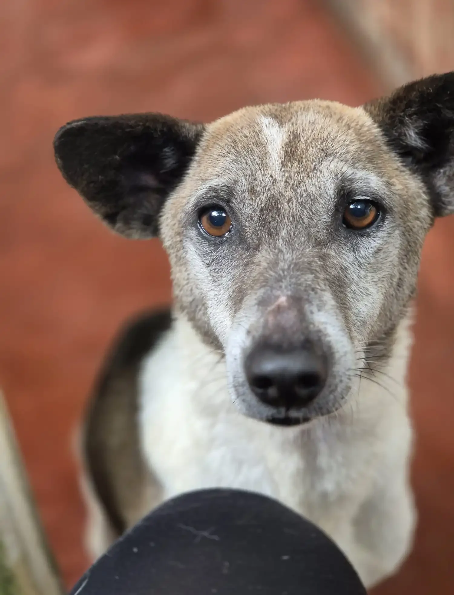 Brianna, a friendly rescue dog at Dogs of Ella, looking toward the camera with a gentle expression and natural outdoor surroundings