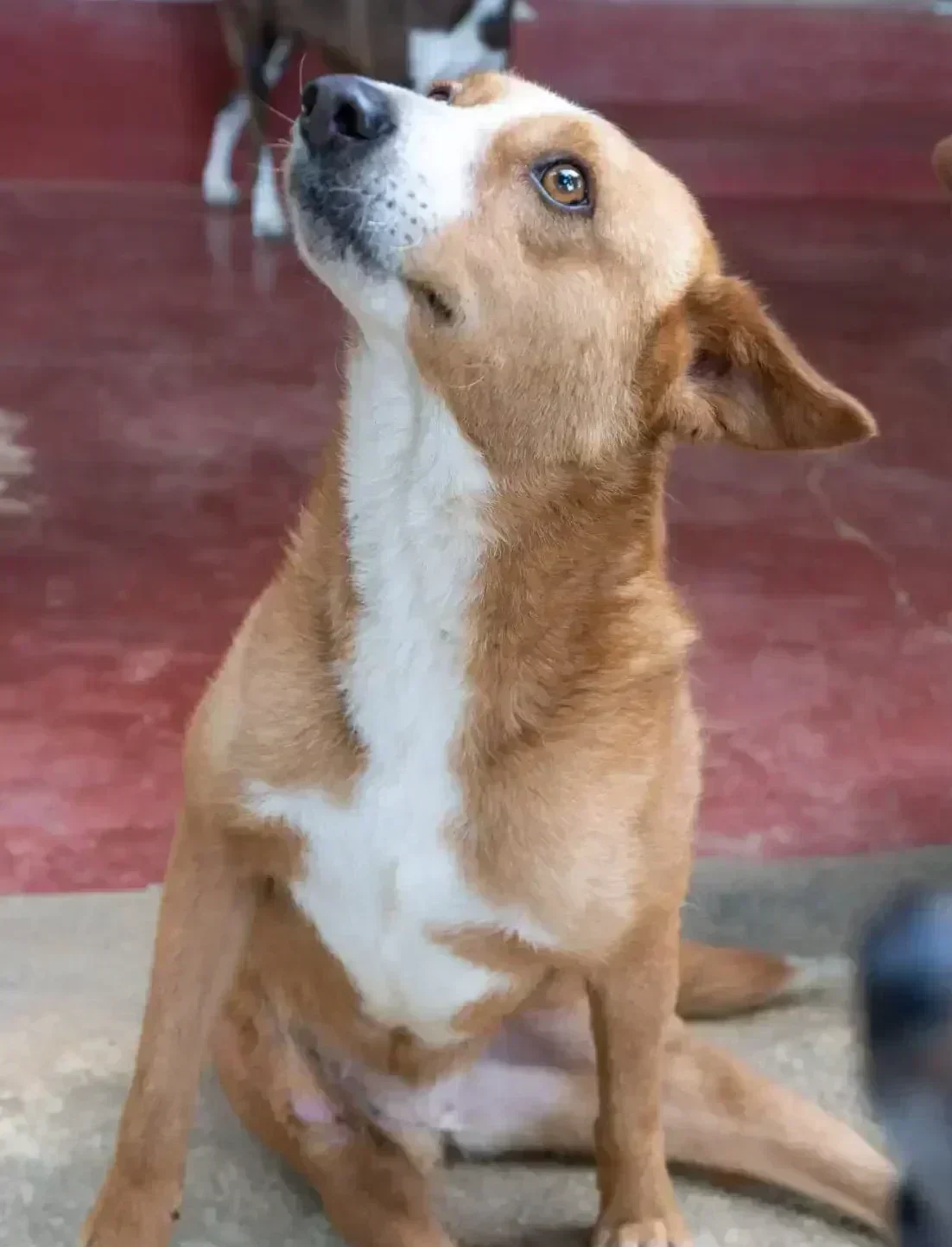 Nangie, a rescue dog at Dogs of Ella, gazing into the camera with soft eyes on a dirt path background