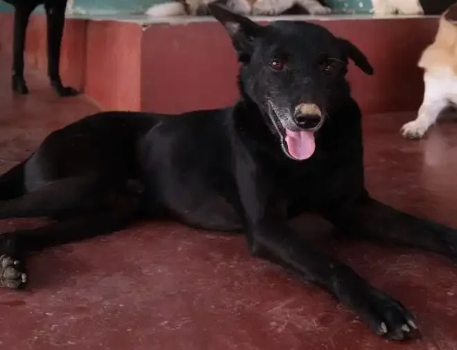 Monty, a rescue dog from Dogs of Ella, sitting attentively and looking into the camera against a natural outdoor backdrop
