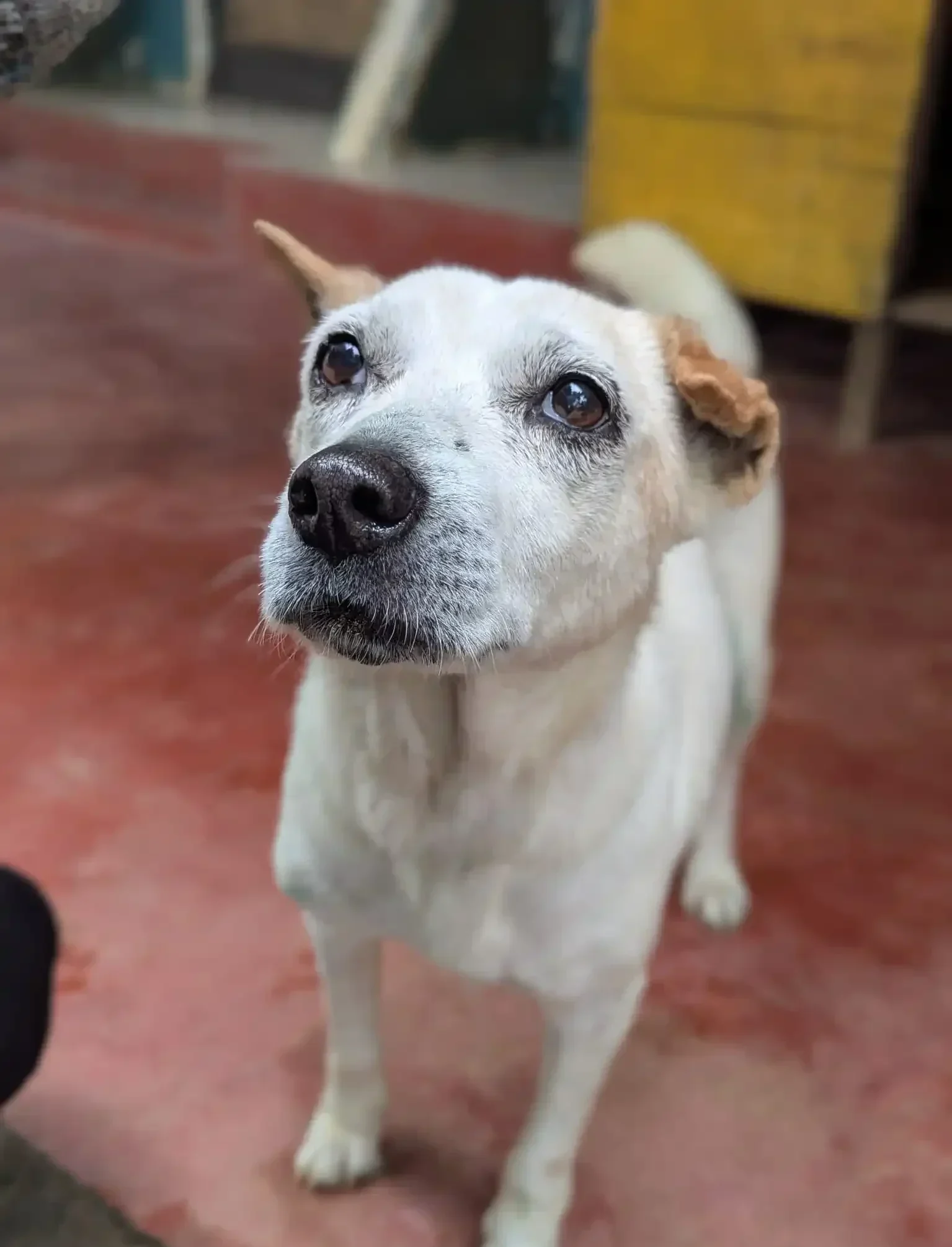 Acchie, a rescued dog at Dogs of Ella, sitting calmly outdoors with a gentle expression