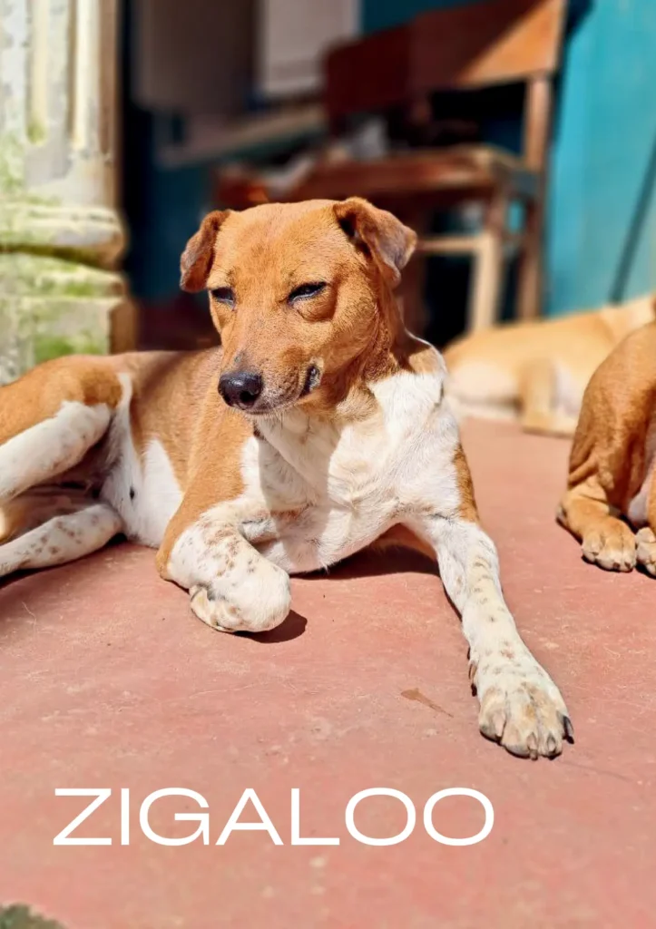 Zigaloo, a rescue dog at Dogs of Ella sanctuary, posing playfully in an outdoor setting
