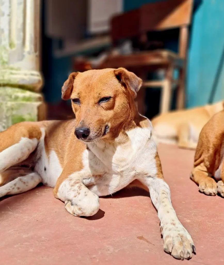 Zigaloo, a rescue dog at Dogs of Ella sanctuary, posing playfully in an outdoor setting
