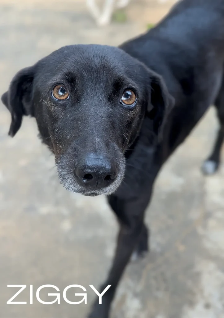 Ziggy, a rescue dog at Dogs of Ella sanctuary, looking lively and alert in a natural outdoor setting