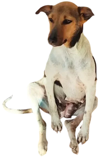 Sponsored care for Dogs of Ella rescue dogs