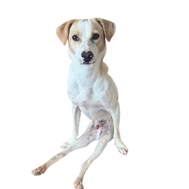 Help sponsor a dog at Dogs of Ella